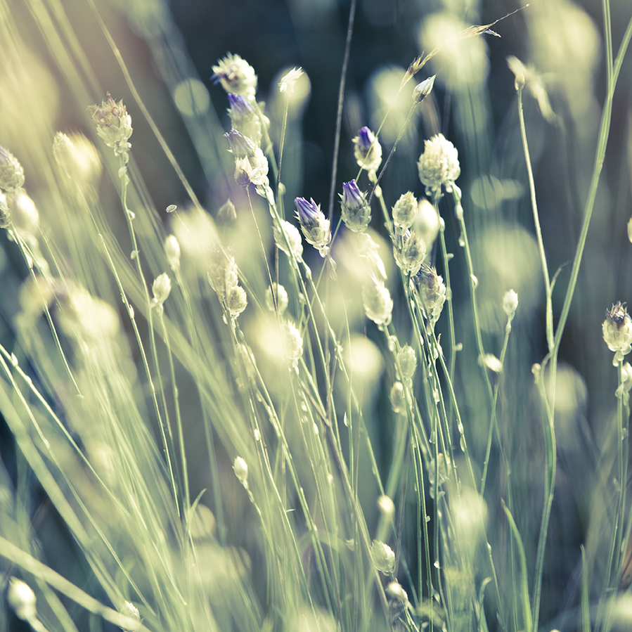 lavender field closeup